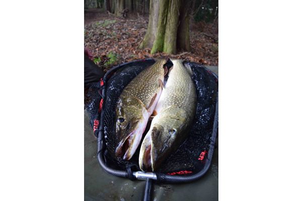 korum snapper folding pike spoon